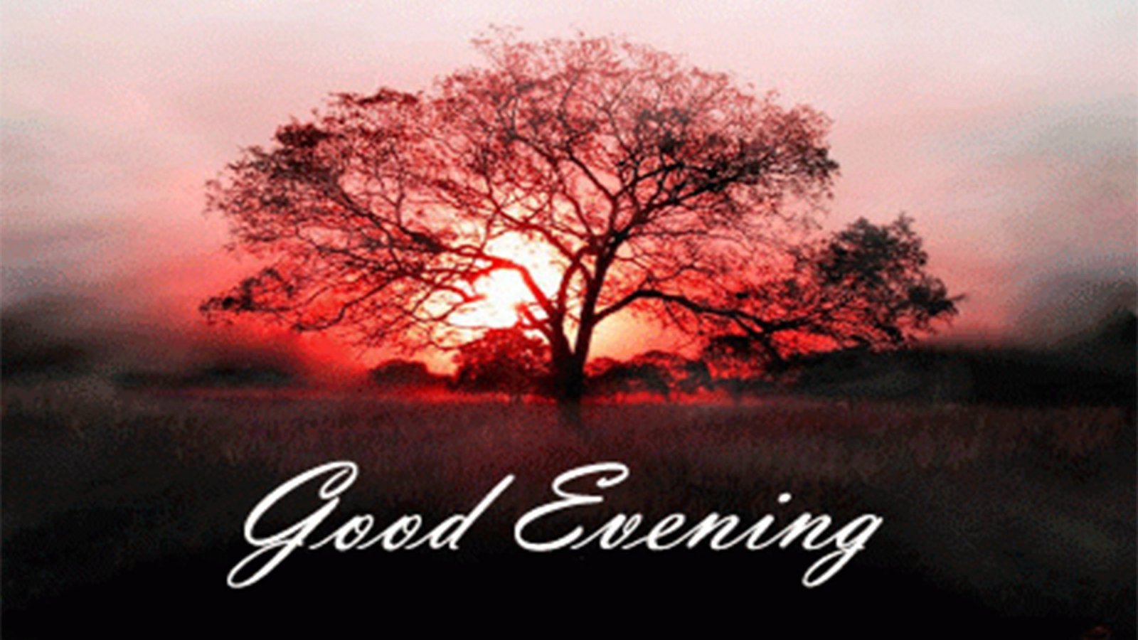 Good Evening GIF, Images, Pics & Wallpapers Free Download