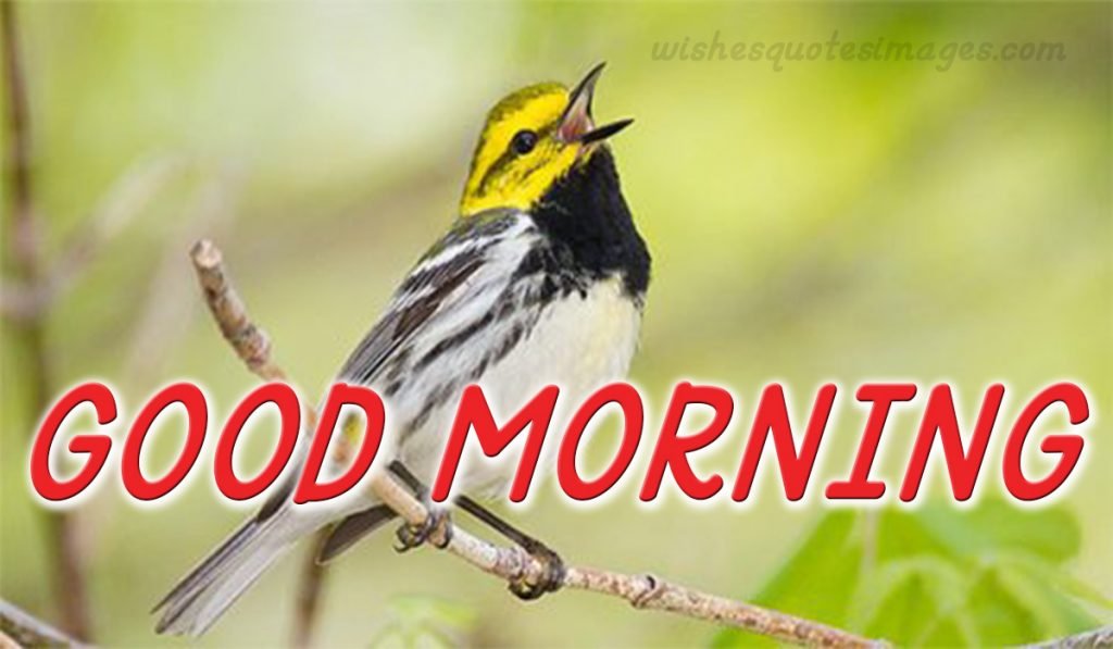 good morning wallpaper image